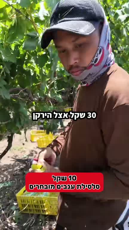 מהכרם למסך