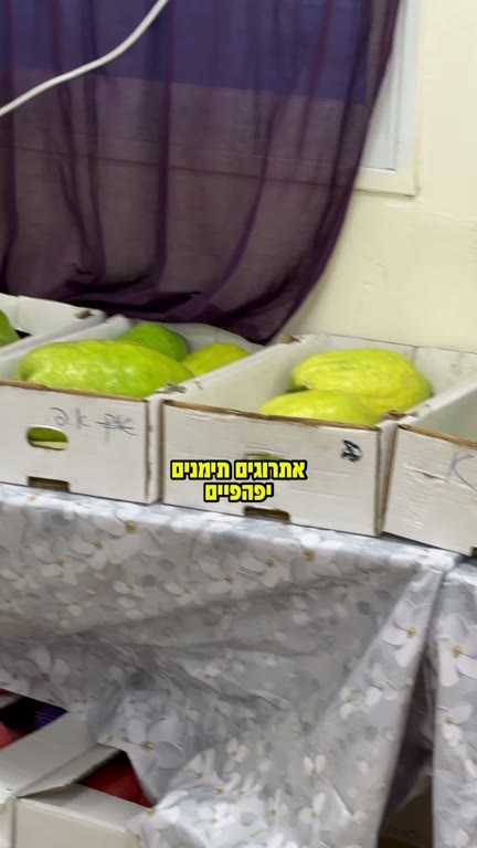 אתרוגים תימנים